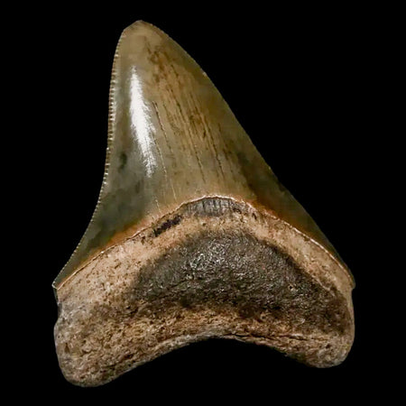 2.5" Quality Megalodon Shark Tooth Serrated Fossil Natural Miocene Age COA