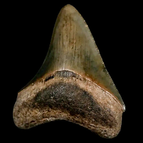 2.5" Quality Megalodon Shark Tooth Serrated Fossil Natural Miocene Age COA - Fossil Age Minerals