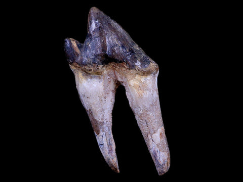 5.1" Pappocetus Lugardi Tooth Prehistoric Whale 40-34 Mil Yrs Old Eocene Age - Fossil Age Minerals