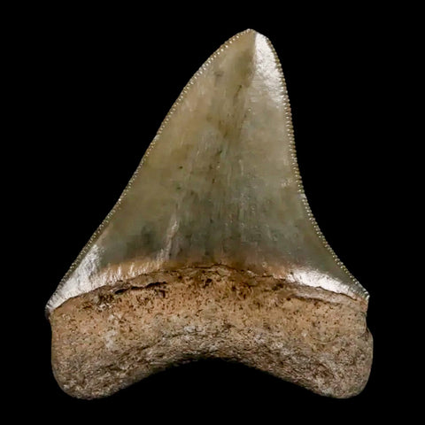 2.5" Quality Megalodon Shark Tooth Serrated Fossil Natural Miocene Age COA - Fossil Age Minerals