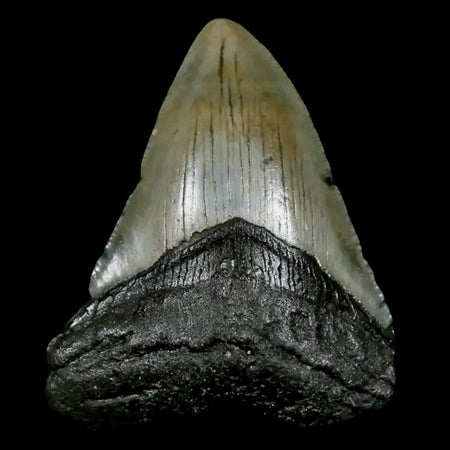 2.7" Quality Megalodon Shark Tooth Serrated Fossil Natural Miocene Age COA