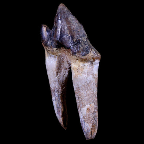 5.1" Pappocetus Lugardi Tooth Prehistoric Whale 40-34 Mil Yrs Old Eocene Age - Fossil Age Minerals