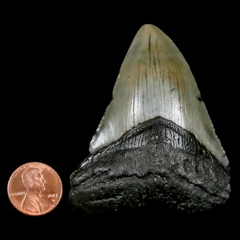2.7" Quality Megalodon Shark Tooth Serrated Fossil Natural Miocene Age COA - Fossil Age Minerals