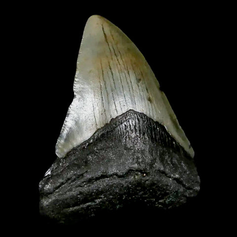 2.7" Quality Megalodon Shark Tooth Serrated Fossil Natural Miocene Age COA - Fossil Age Minerals