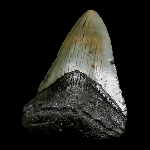 2.7" Quality Megalodon Shark Tooth Serrated Fossil Natural Miocene Age COA - Fossil Age Minerals