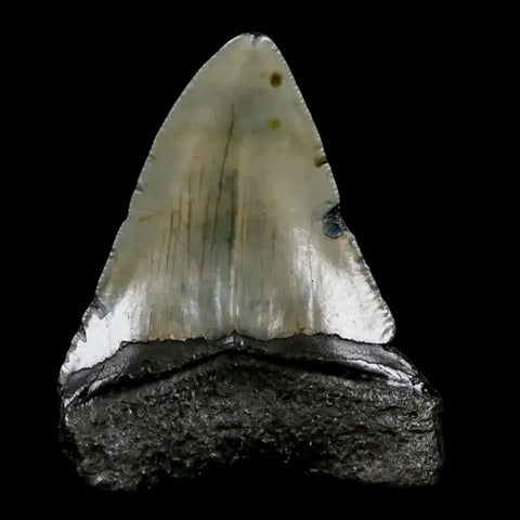 2.7" Quality Megalodon Shark Tooth Serrated Fossil Natural Miocene Age COA - Fossil Age Minerals