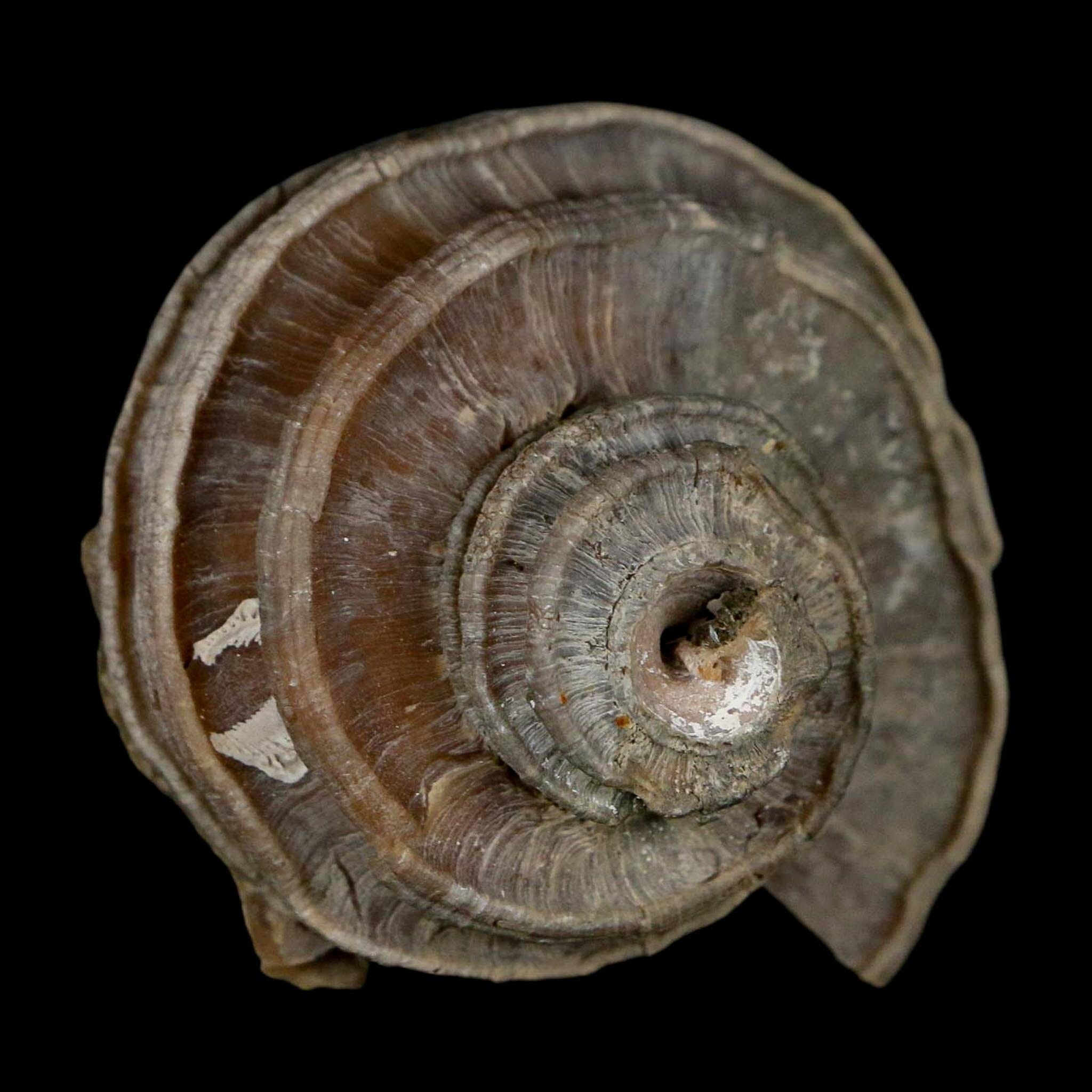 2.1" Ecphora Gardnerae Gastropod Fossil Shell Lee Creek Miocene Epoch North Carolina - Fossil Age Minerals