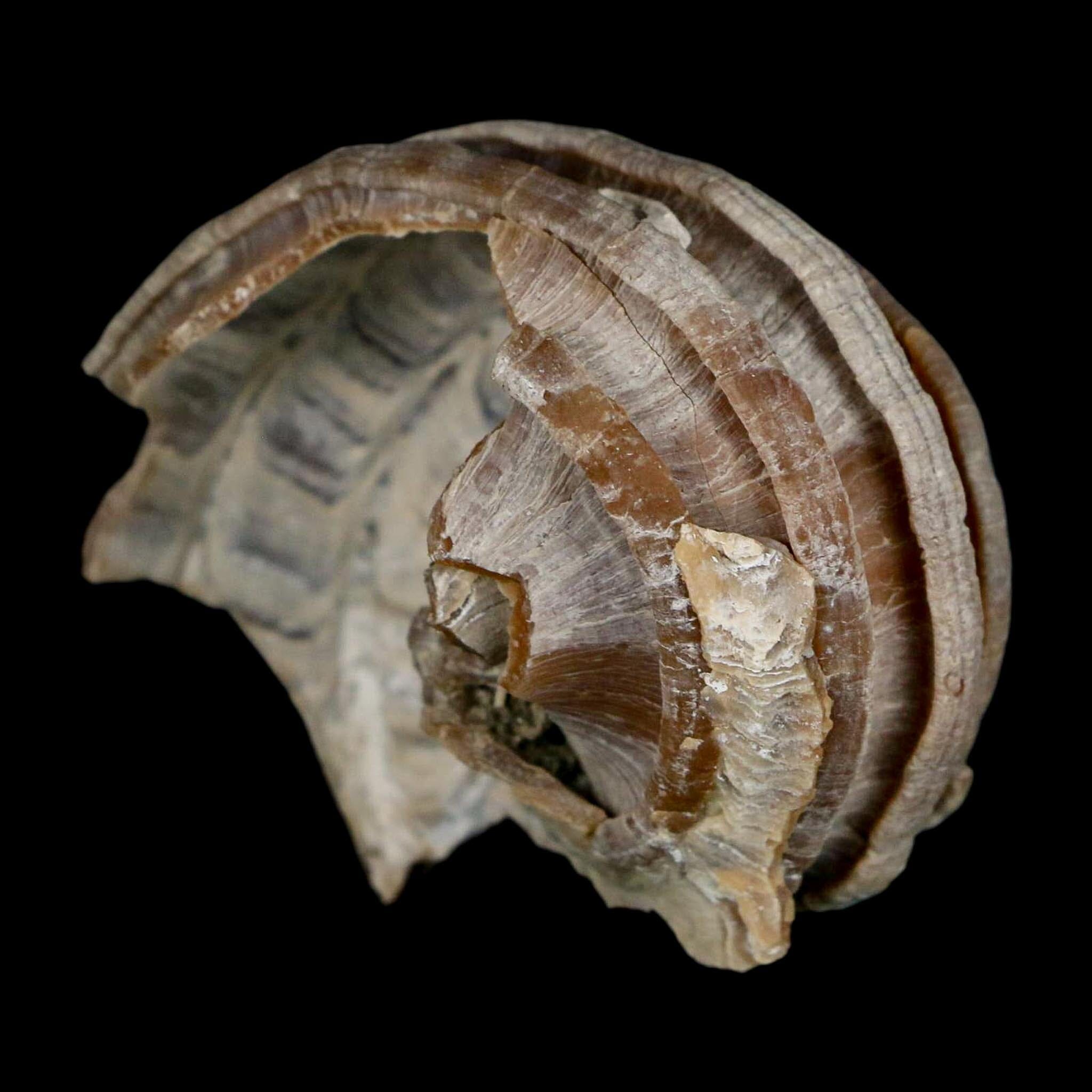 2.1" Ecphora Gardnerae Gastropod Fossil Shell Lee Creek Miocene Epoch North Carolina - Fossil Age Minerals
