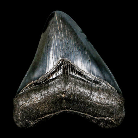 3.1" Quality Megalodon Shark Tooth Serrated Fossil Natural Miocene Age COA - Fossil Age Minerals