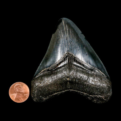 3.1" Quality Megalodon Shark Tooth Serrated Fossil Natural Miocene Age COA - Fossil Age Minerals