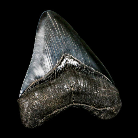 3.1" Quality Megalodon Shark Tooth Serrated Fossil Natural Miocene Age COA - Fossil Age Minerals
