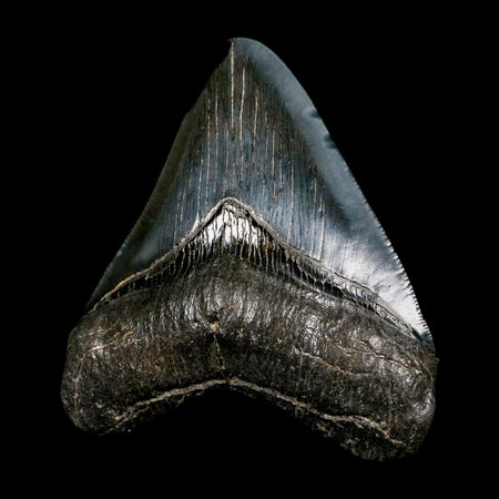 3.1" Quality Megalodon Shark Tooth Serrated Fossil Natural Miocene Age COA