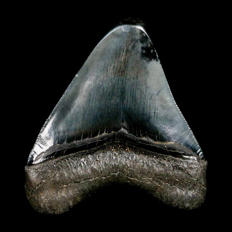 3.1" Quality Megalodon Shark Tooth Serrated Fossil Natural Miocene Age COA - Fossil Age Minerals