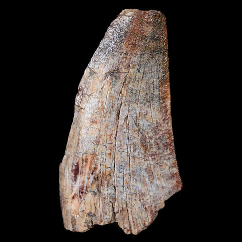 1.6" Afrovenator Fossil Tooth Tiouraren FM Tenere Desert Niger Jurassic Dinosaur - Fossil Age Minerals