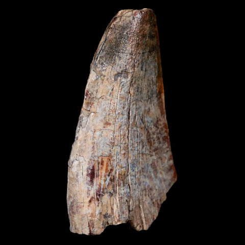 1.6" Afrovenator Fossil Tooth Tiouraren FM Tenere Desert Niger Jurassic Dinosaur - Fossil Age Minerals