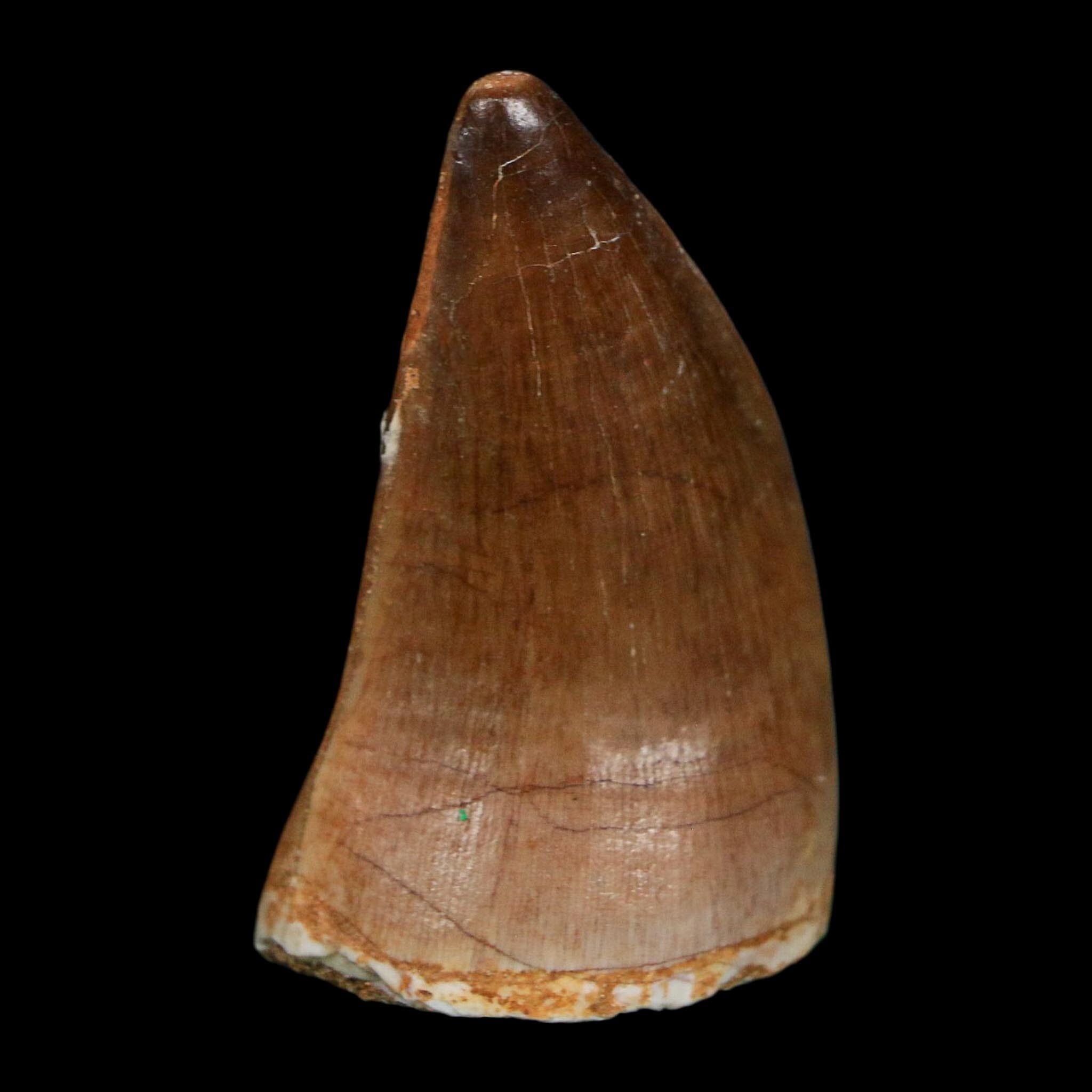 1.9" Mosasaur Prognathodon Fossil Tooth Cretaceous Dinosaur Era COA Stand - Fossil Age Minerals