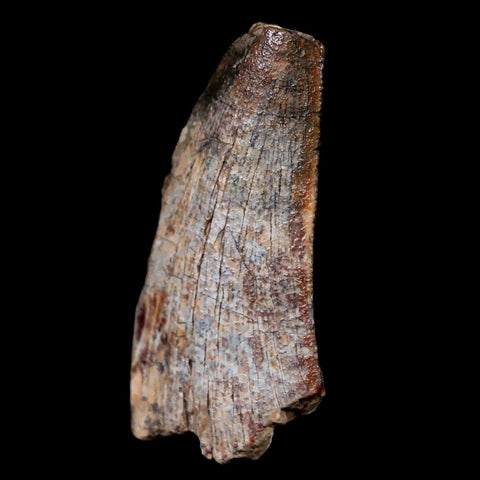 1.6" Afrovenator Fossil Tooth Tiouraren FM Tenere Desert Niger Jurassic Dinosaur - Fossil Age Minerals