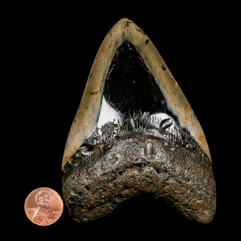 4" Quality Megalodon Shark Tooth Serrated Fossil Natural Miocene Age COA - Fossil Age Minerals