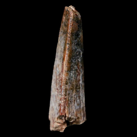 1.6" Afrovenator Fossil Tooth Tiouraren FM Tenere Desert Niger Jurassic Dinosaur - Fossil Age Minerals