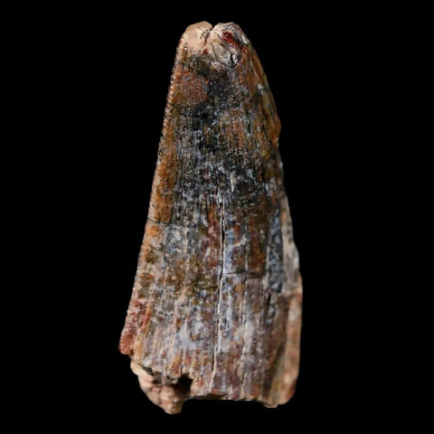 1.6" Afrovenator Fossil Tooth Tiouraren FM Tenere Desert Niger Jurassic Dinosaur - Fossil Age Minerals