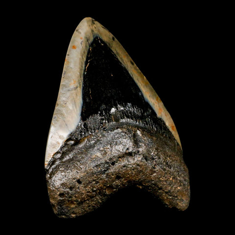 4" Quality Megalodon Shark Tooth Serrated Fossil Natural Miocene Age COA - Fossil Age Minerals