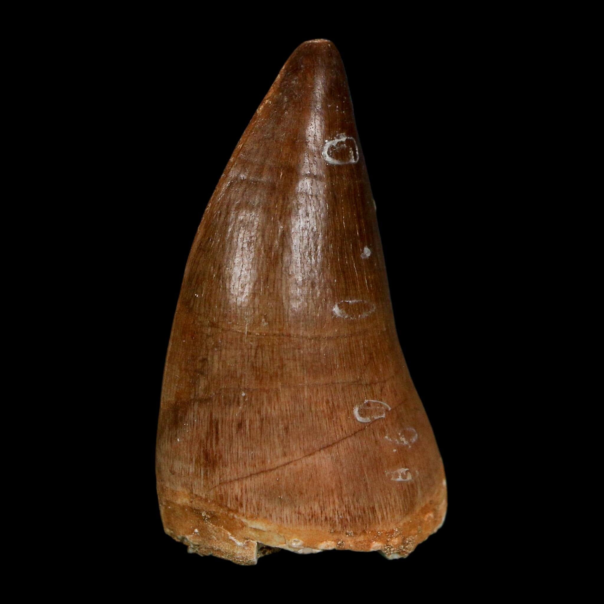 1.9" Mosasaur Prognathodon Fossil Tooth Cretaceous Dinosaur Era COA Stand - Fossil Age Minerals