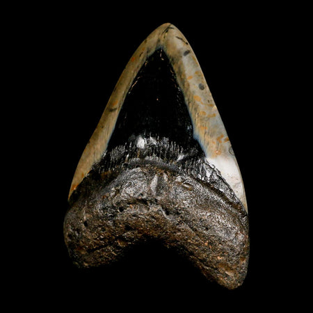 4" Quality Megalodon Shark Tooth Serrated Fossil Natural Miocene Age COA