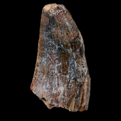 1.6" Afrovenator Fossil Tooth Tiouraren FM Tenere Desert Niger Jurassic Dinosaur - Fossil Age Minerals