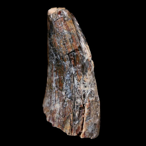 1.6" Afrovenator Fossil Tooth Tiouraren FM Tenere Desert Niger Jurassic Dinosaur - Fossil Age Minerals