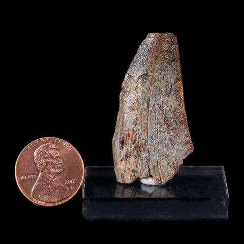 1.6" Afrovenator Fossil Tooth Tiouraren FM Tenere Desert Niger Jurassic Dinosaur - Fossil Age Minerals