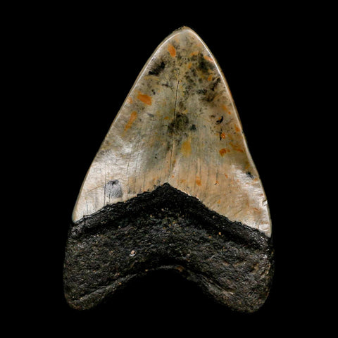 4" Quality Megalodon Shark Tooth Serrated Fossil Natural Miocene Age COA - Fossil Age Minerals