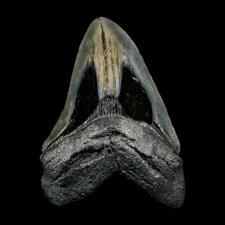 4.1" Quality Megalodon Shark Tooth Serrated Fossil Natural Miocene Age COA