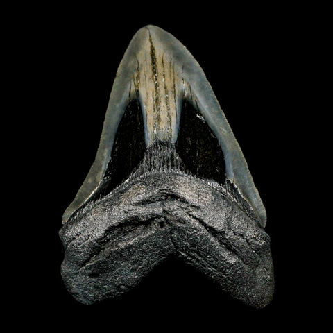 4.1" Quality Megalodon Shark Tooth Serrated Fossil Natural Miocene Age COA - Fossil Age Minerals