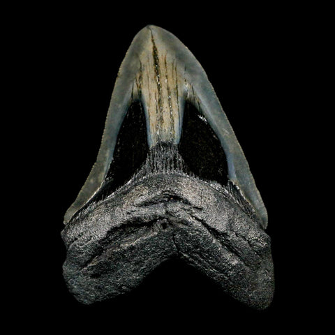 4.1" Quality Megalodon Shark Tooth Serrated Fossil Natural Miocene Age COA - Fossil Age Minerals