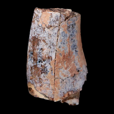 1.4" Afrovenator Fossil Tooth Tiouraren FM Tenere Desert Niger Jurassic Dinosaur - Fossil Age Minerals