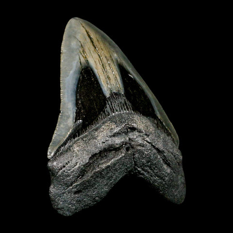 4.1" Quality Megalodon Shark Tooth Serrated Fossil Natural Miocene Age COA - Fossil Age Minerals