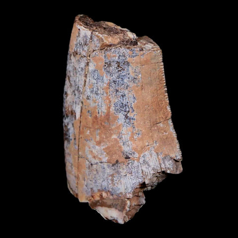 1.4" Afrovenator Fossil Tooth Tiouraren FM Tenere Desert Niger Jurassic Dinosaur - Fossil Age Minerals