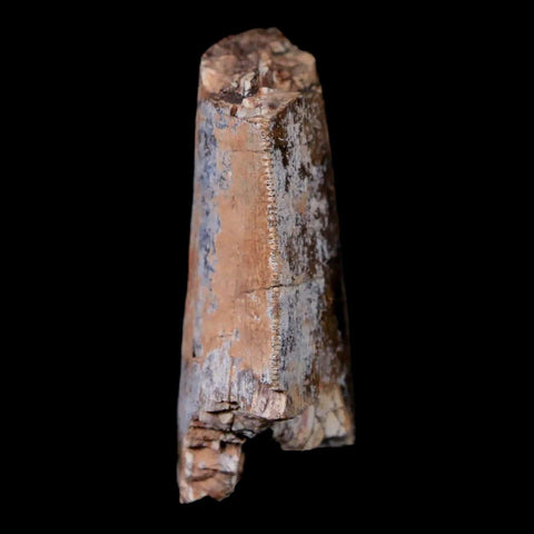 1.4" Afrovenator Fossil Tooth Tiouraren FM Tenere Desert Niger Jurassic Dinosaur - Fossil Age Minerals