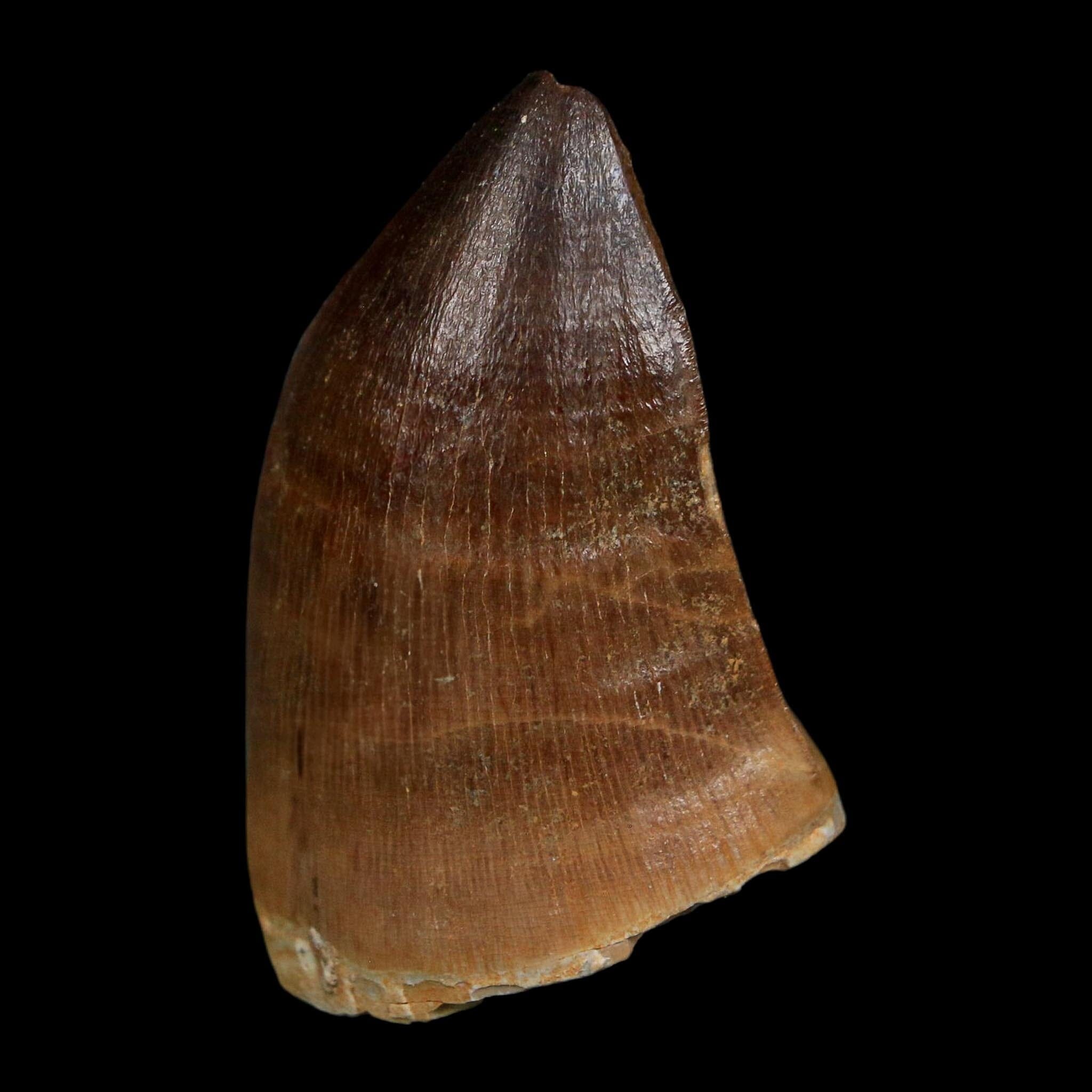 1.8" Mosasaur Prognathodon Fossil Tooth Cretaceous Dinosaur Era COA Stand - Fossil Age Minerals