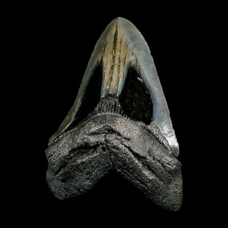 4.1" Quality Megalodon Shark Tooth Serrated Fossil Natural Miocene Age COA
