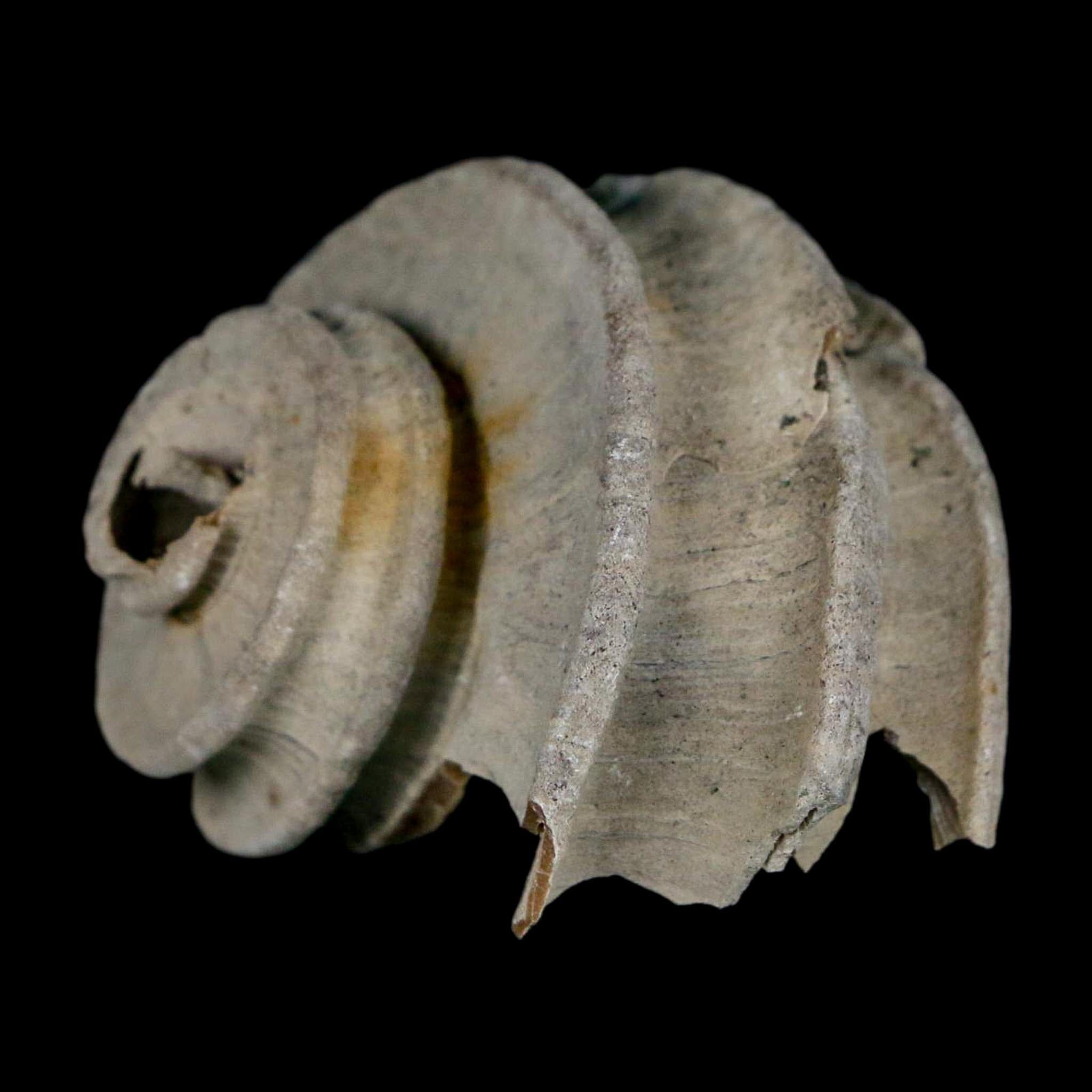 2" Ecphora Gardnerae Gastropod Fossil Shell Lee Creek Miocene Epoch North Carolina - Fossil Age Minerals