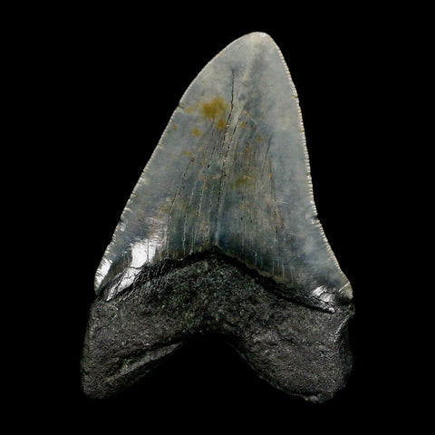 4.1" Quality Megalodon Shark Tooth Serrated Fossil Natural Miocene Age COA - Fossil Age Minerals