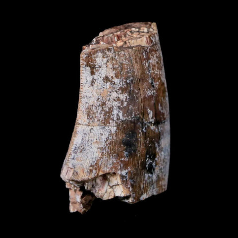 1.4" Afrovenator Fossil Tooth Tiouraren FM Tenere Desert Niger Jurassic Dinosaur - Fossil Age Minerals