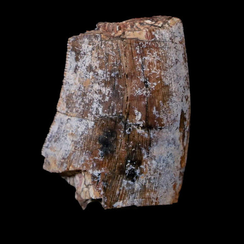 1.4" Afrovenator Fossil Tooth Tiouraren FM Tenere Desert Niger Jurassic Dinosaur - Fossil Age Minerals