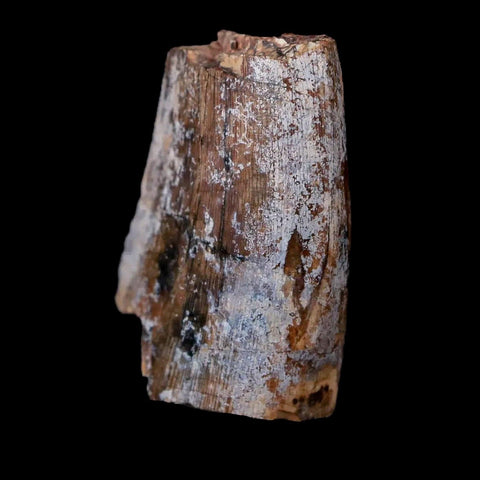 1.4" Afrovenator Fossil Tooth Tiouraren FM Tenere Desert Niger Jurassic Dinosaur - Fossil Age Minerals