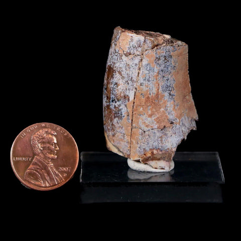 1.4" Afrovenator Fossil Tooth Tiouraren FM Tenere Desert Niger Jurassic Dinosaur - Fossil Age Minerals