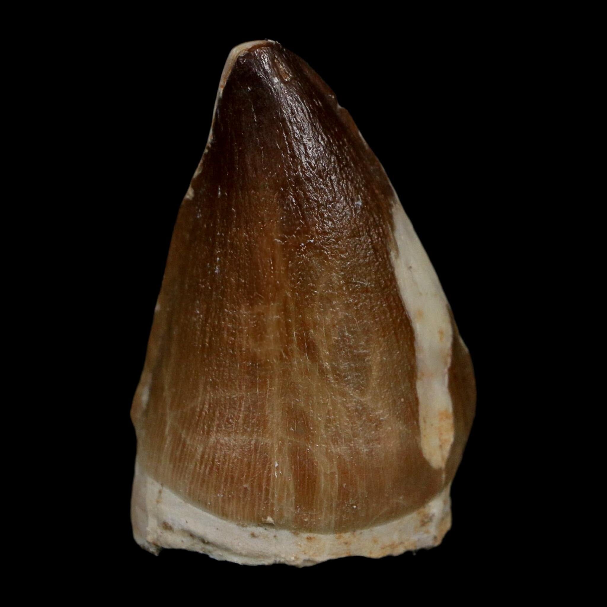 1.8" Mosasaur Prognathodon Fossil Tooth Cretaceous Dinosaur Era COA Stand - Fossil Age Minerals