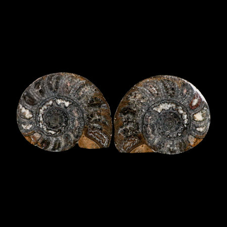 3.3" Goniatite Ammonite Fossil Polished, Cut Half's Erfoud Morocco Devonian Age COA