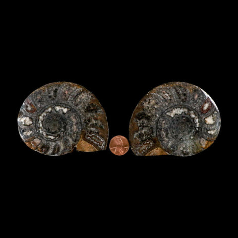 3.3" Goniatite Ammonite Fossil Polished, Cut Half's Erfoud Morocco Devonian Age COA - Fossil Age Minerals