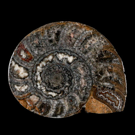 3.3" Goniatite Ammonite Fossil Polished, Cut Half's Erfoud Morocco Devonian Age COA